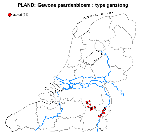 ganstong